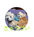 チワワのゆずたん(6)番外編（個別スタンプ：5）