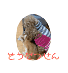 チワワのゆずたん(6)番外編（個別スタンプ：6）