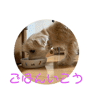 チワワのゆずたん(6)番外編（個別スタンプ：12）