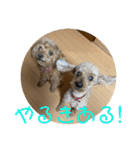 チワワのゆずたん(6)番外編（個別スタンプ：14）