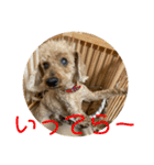 チワワのゆずたん(6)番外編（個別スタンプ：15）