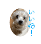 チワワのゆずたん(6)番外編（個別スタンプ：16）