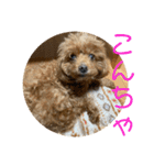 チワワのゆずたん(6)番外編（個別スタンプ：17）