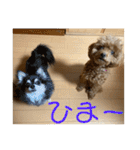 チワワのゆずたん(6)番外編（個別スタンプ：18）