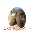 チワワのゆずたん(6)番外編（個別スタンプ：19）