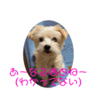 チワワのゆずたん(6)番外編（個別スタンプ：26）