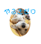 チワワのゆずたん(6)番外編（個別スタンプ：27）