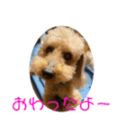 チワワのゆずたん(6)番外編（個別スタンプ：28）