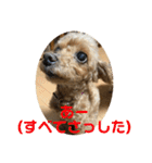 チワワのゆずたん(6)番外編（個別スタンプ：32）