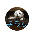 チワワのゆずたん(6)番外編（個別スタンプ：40）
