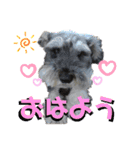 シナたんスタンプ（個別スタンプ：1）