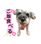 シナたんスタンプ（個別スタンプ：13）