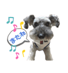 シナたんスタンプ（個別スタンプ：24）