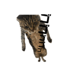 ねこのわつさん（個別スタンプ：1）