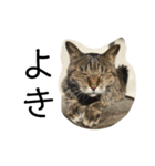 ねこのわつさん（個別スタンプ：5）