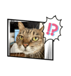 ねこのわつさん（個別スタンプ：6）