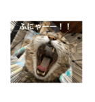 ねこのわつさん（個別スタンプ：7）