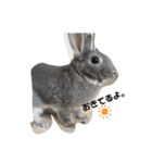 仔ウサギ bunny（個別スタンプ：1）