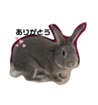 仔ウサギ bunny（個別スタンプ：2）