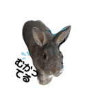 仔ウサギ bunny（個別スタンプ：4）