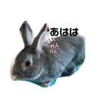 仔ウサギ bunny（個別スタンプ：5）