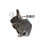 仔ウサギ bunny（個別スタンプ：7）