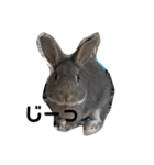 仔ウサギ bunny（個別スタンプ：8）