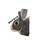 仔ウサギ bunny（個別スタンプ：9）