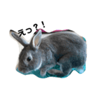 仔ウサギ bunny（個別スタンプ：10）