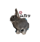 仔ウサギ bunny（個別スタンプ：11）