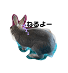 仔ウサギ bunny（個別スタンプ：12）