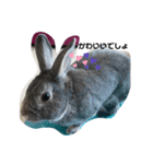仔ウサギ bunny（個別スタンプ：13）
