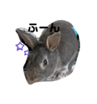 仔ウサギ bunny（個別スタンプ：14）