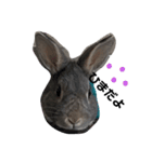 仔ウサギ bunny（個別スタンプ：15）