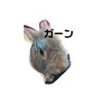 仔ウサギ bunny（個別スタンプ：16）