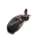 仔ウサギ bunny（個別スタンプ：17）