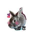 仔ウサギ bunny（個別スタンプ：18）