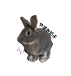仔ウサギ bunny（個別スタンプ：19）