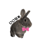 仔ウサギ bunny（個別スタンプ：21）