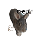 仔ウサギ bunny（個別スタンプ：22）