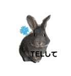 仔ウサギ bunny（個別スタンプ：23）