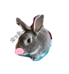 仔ウサギ bunny（個別スタンプ：24）