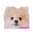 ふとっちょむぎ（個別スタンプ：1）
