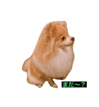 ふとっちょむぎ（個別スタンプ：4）