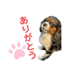 あおさんち！（個別スタンプ：1）