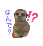 あおさんち！（個別スタンプ：12）