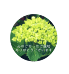 紫陽花の言葉（個別スタンプ：2）