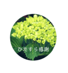 紫陽花の言葉（個別スタンプ：5）