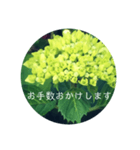 紫陽花の言葉（個別スタンプ：11）