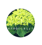 紫陽花の言葉（個別スタンプ：12）